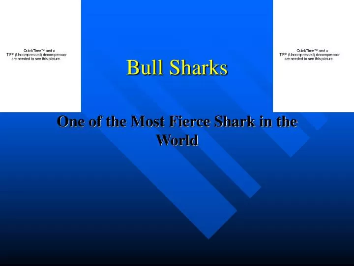 bull sharks