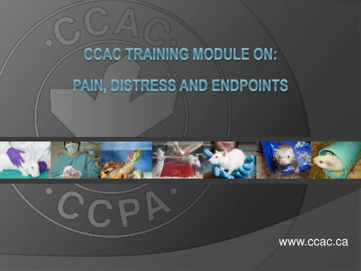 ccac training module on pain distress and endpoints