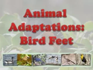 Animal Adaptations: Bird Feet