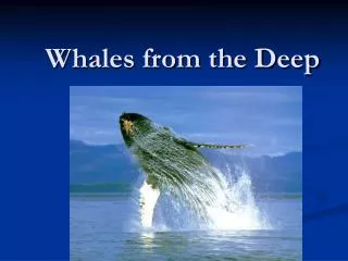 Whales from the Deep