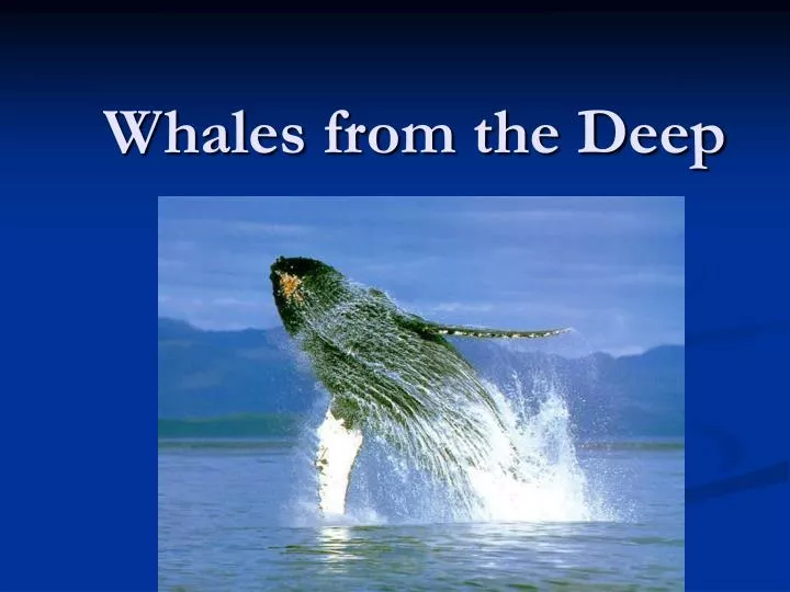 whales from the deep