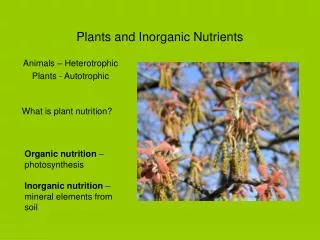 Plants and Inorganic Nutrients