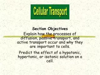Section Objectives Explain how the processes of diffusion, passive transport, and active transport occur and why they ar