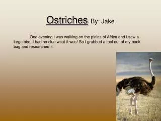 Ostriches By: Jake