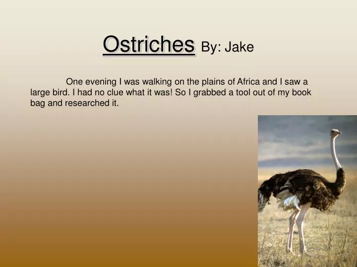 ostriches by jake