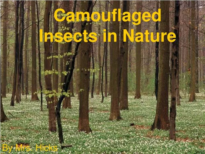 camouflaged insects in nature