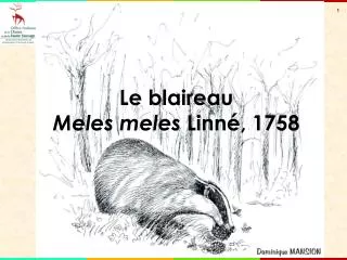 Le blaireau Meles meles Linné, 1758
