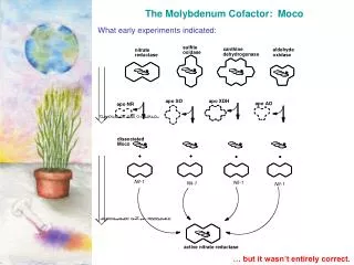 The Molybdenum Cofactor: Moco