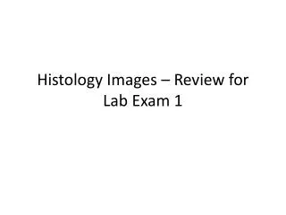 Histology Images – Review for Lab Exam 1