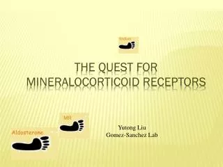 The quest for Mineralocorticoid Receptors