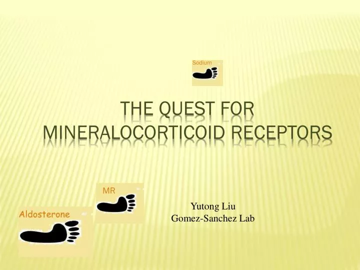 the quest for mineralocorticoid receptors