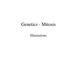 Genetics - Mitosis