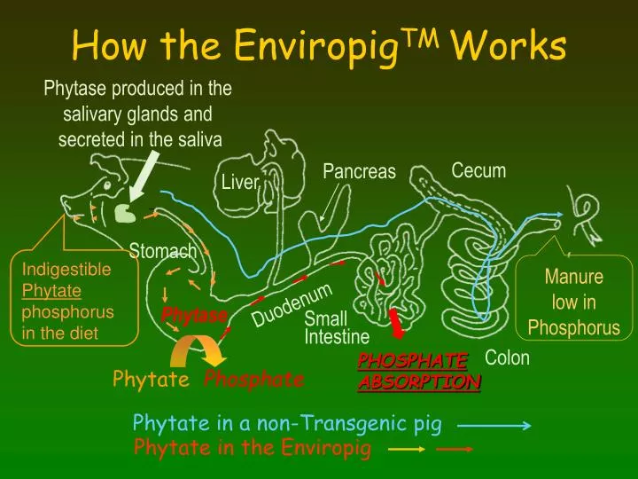 how the enviropig tm works