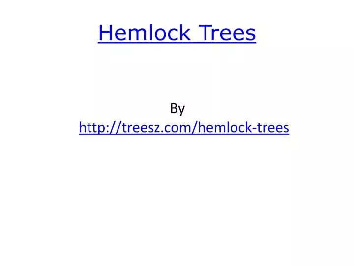 hemlock trees