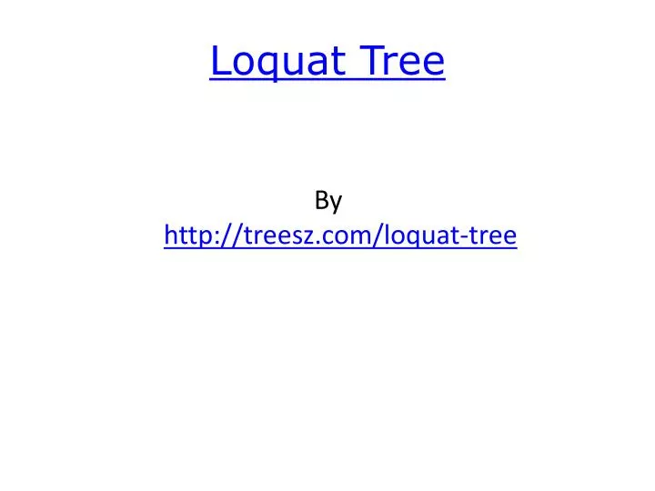 loquat tree