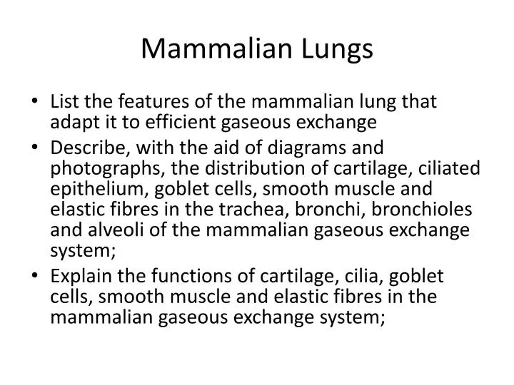 mammalian lungs