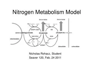 Nitrogen Metabolism Model