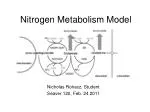 Nitrogen Metabolism Model - slide 1