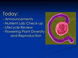Today: - Announcements - Nutrient Lab Check-up - Lifecycle Review - Flowering Plant Diversity 	and Reproduction