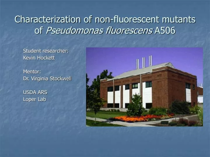 characterization of non fluorescent mutants of pseudomonas fluorescens a506