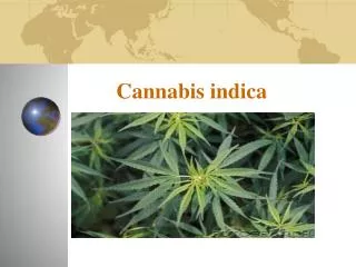 Cannabis indica