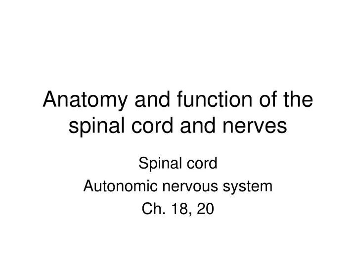 anatomy and function of the spinal cord and nerves