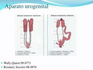 Aparato urogenital