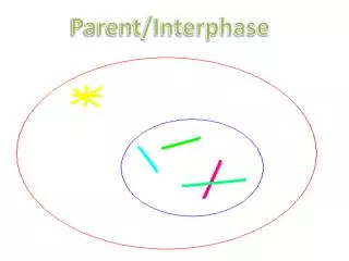 Parent/Interphase