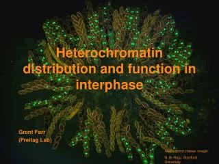 Heterochromatin distribution and function in interphase