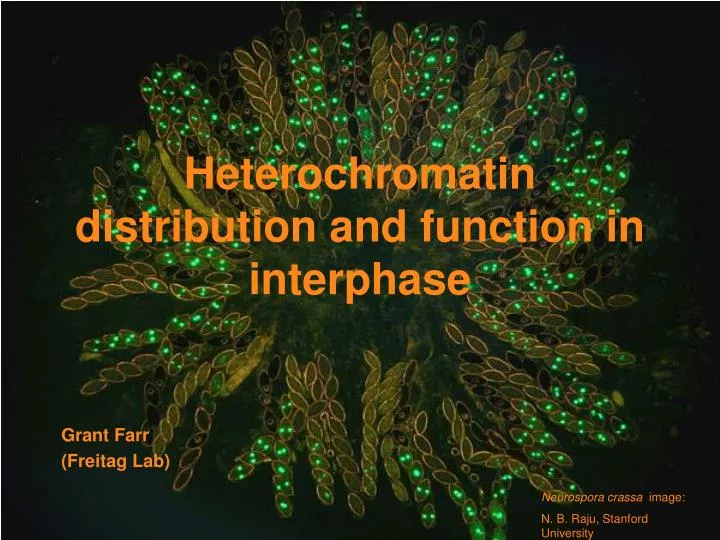 heterochromatin distribution and function in interphase