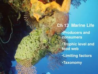 Ch 13 Marine Life Producers and consumers Trophic level and food web Limiting factors Taxonomy