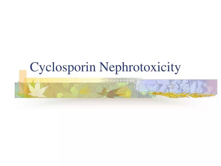 cyclosporin nephrotoxicity
