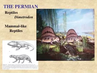 THE PERMIAN