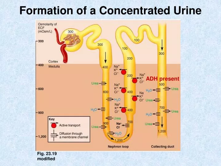 formation of a concentrated urine