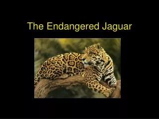 The Endangered Jaguar