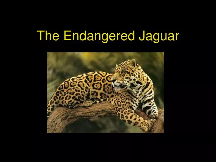 the endangered jaguar