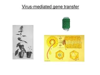 Virus-mediated gene transfer