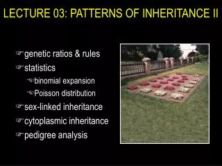 LECTURE 03: PATTERNS OF INHERITANCE II