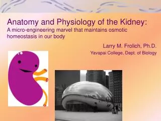 Anatomy and Physiology of the Kidney: A micro-engineering marvel that maintains osmotic homeostasis in our body