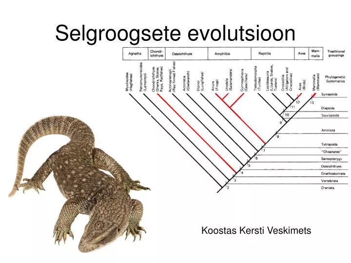 selgroogsete evolutsioon