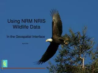 Using NRM NRIS Wildlife Data
