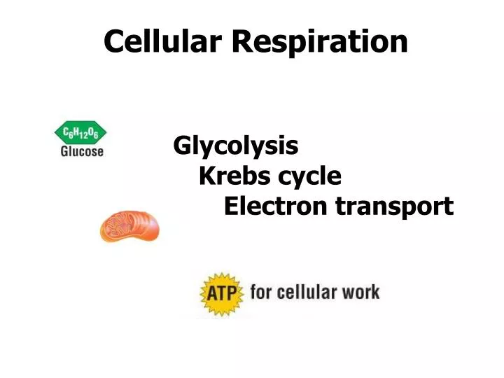 cellular respiration