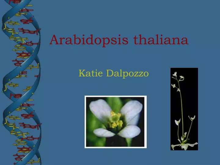 arabidopsis thaliana