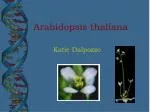Arabidopsis thaliana - slide 1