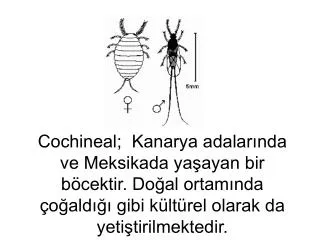 Cochineal; Kanarya adalarında ve Meksikada yaşayan bir böcektir. Doğal ortamında çoğaldığı gibi kültürel olarak da yeti