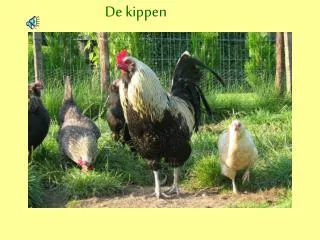 De kippen