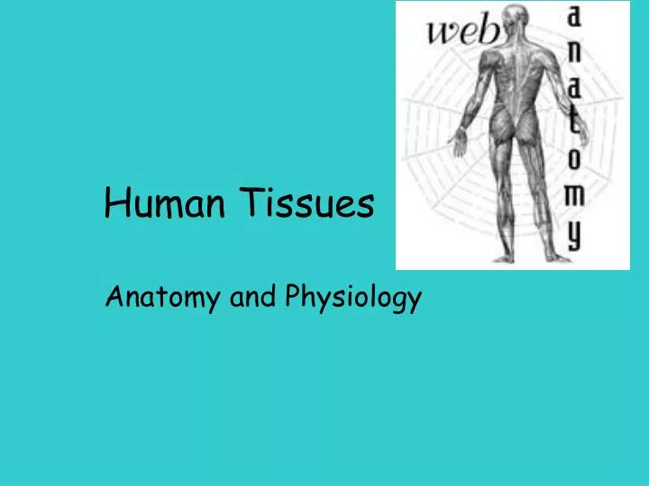 human tissues