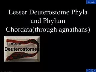 Lesser Deuterostome Phyla and Phylum Chordata(through agnathans)