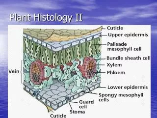 Plant Histology II