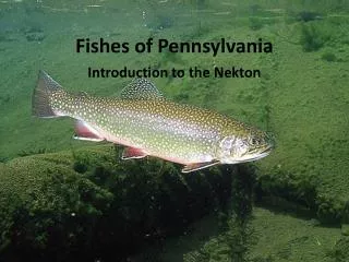 Fishes of Pennsylvania